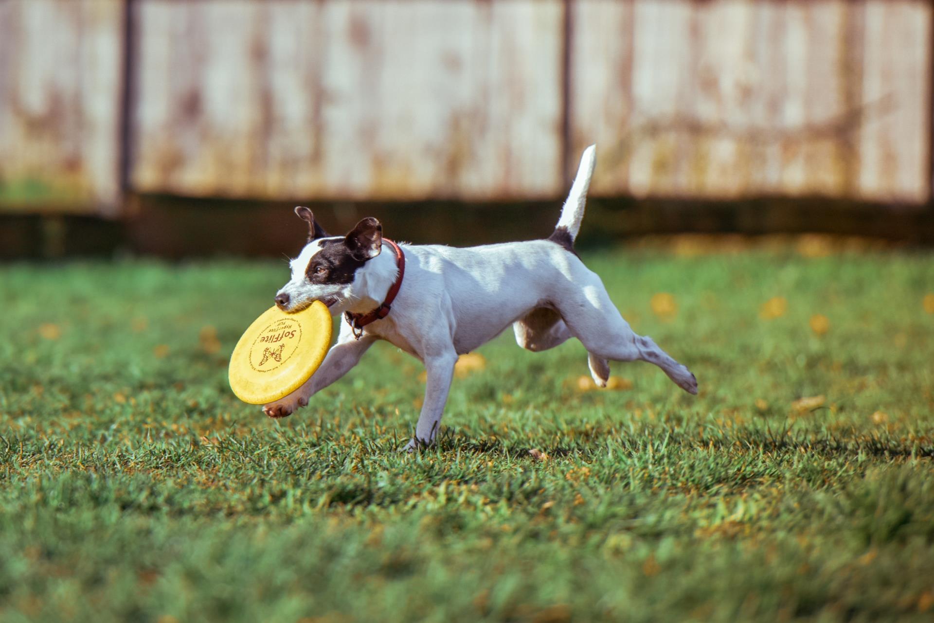 dog with frisbee